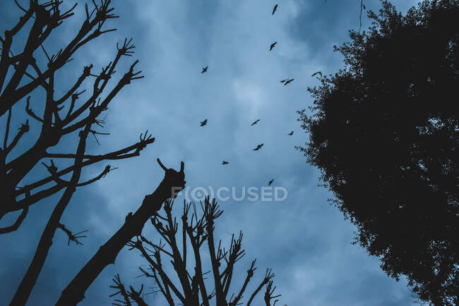 Kahle Bäume unter blauem Himmel — Stockfoto