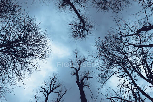 From below of leafless trees silhouette under dark blue sky, Spain — Stock Photo