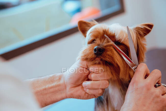 Crop groomer aparar peles de cão pequeno — Fotografia de Stock