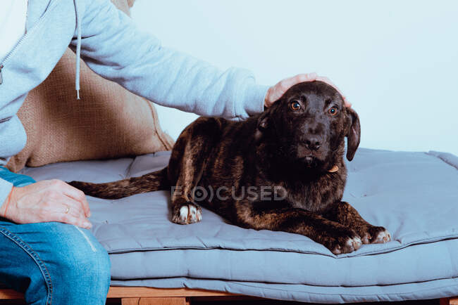 Crop man caressing charming dog on bed — Stock Photo