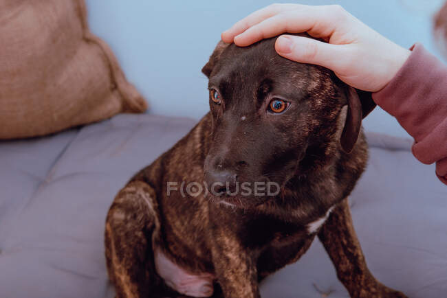 Erntehelfer streichelt charmanten Hund auf Bett — Stockfoto