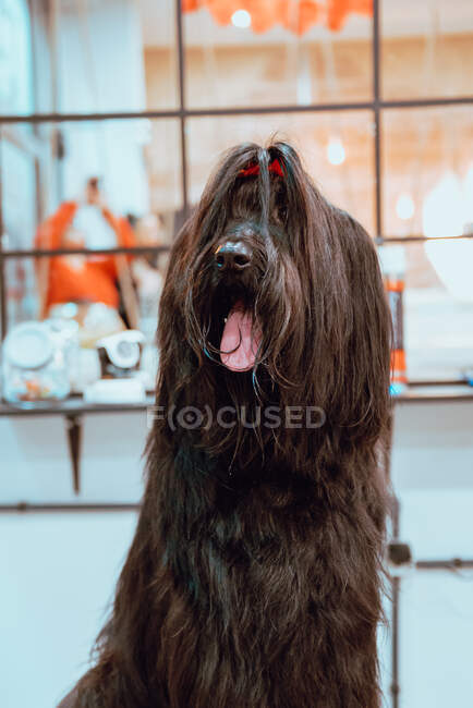 Peludo perro en la mesa del peluquero - foto de stock