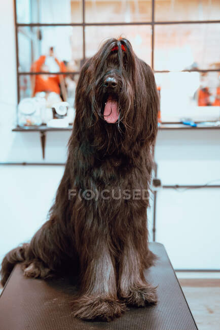 Big hairy dog with dark fur sitting on table in grooming salon — Stock Photo