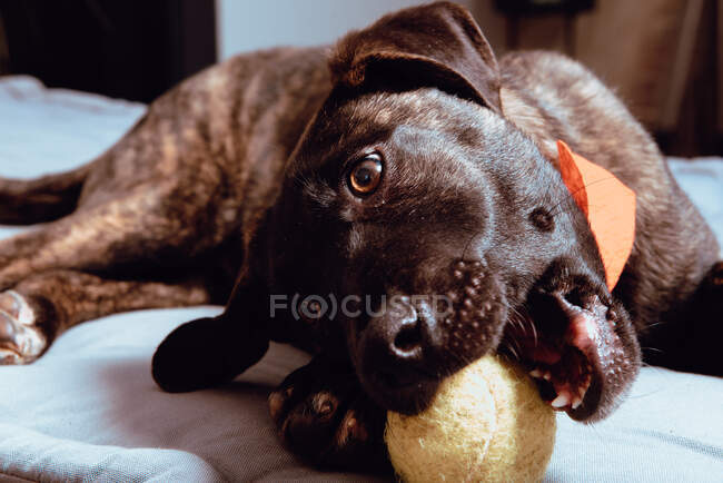 Affascinante cane giocoso con palla — Foto stock