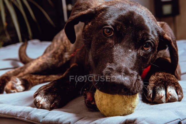 Чарівна грайлива собака з м'ячем — стокове фото