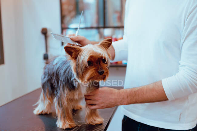Crop groomer trimming fur of little dog — Stock Photo