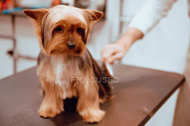 Beautiful small dog on table in salon with crop groomer doing hairstyle and brushing fur — Stock Photo