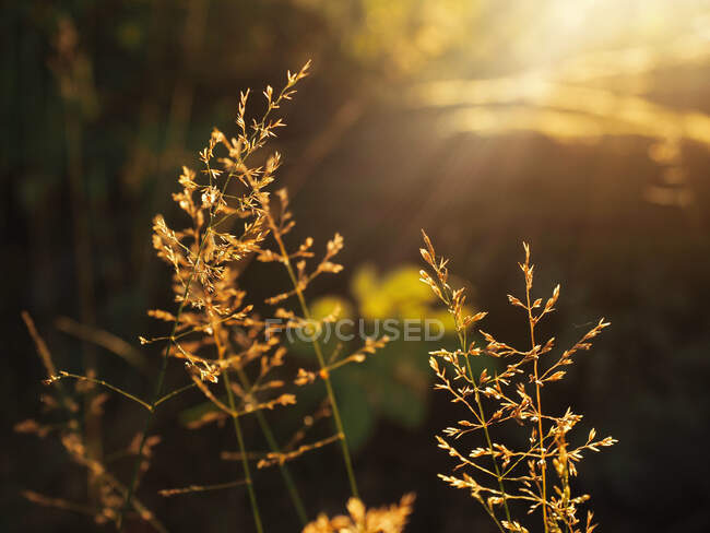 Planta de grama de crescimento selvagem iluminada com raios de sol brilhantes, Finlândia — Fotografia de Stock