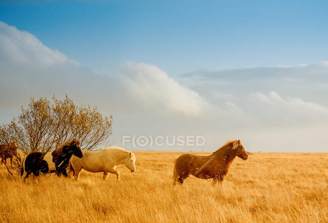 Manada de hermosos caballos pastando en remoto y salvaje campo de oro en el fondo del cielo azul con nubes blancas, Islandia - foto de stock