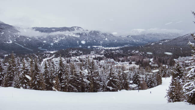 Прекрасный вид на хвойные леса между снежными заносами зимой в Канаде — стоковое фото