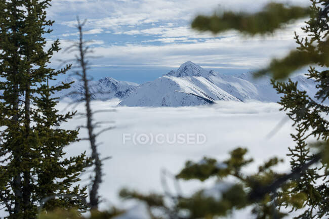 Picturesque view of peak of mountains in clouds and snow in between trees leaves in Canada — Stock Photo