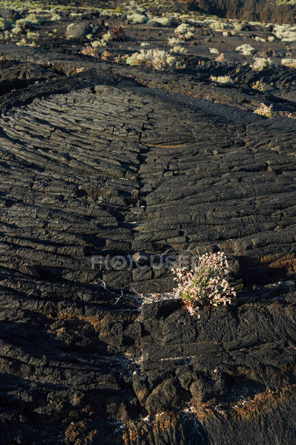 From above small plant growing in textured rough cliff — Stock Photo