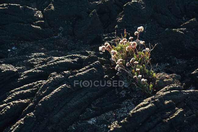 D'en haut petite plante poussant dans une falaise rugueuse texturée — Photo de stock