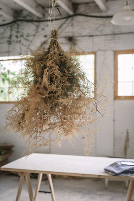 Concepto de racimo de ramitas de coníferas secándose y colgando en twist en habitación gris con mesa - foto de stock