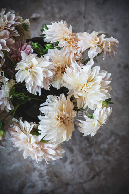 Gros tas de beaux chrysanthèmes roses frais sur fond flou — Photo de stock