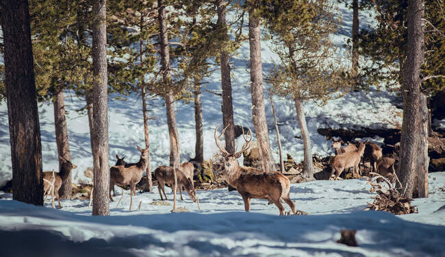 Manada de ciervos silvestres que pastan en el bosque invernal en un día soleado en Les Angles, Pirineos, Francia - foto de stock