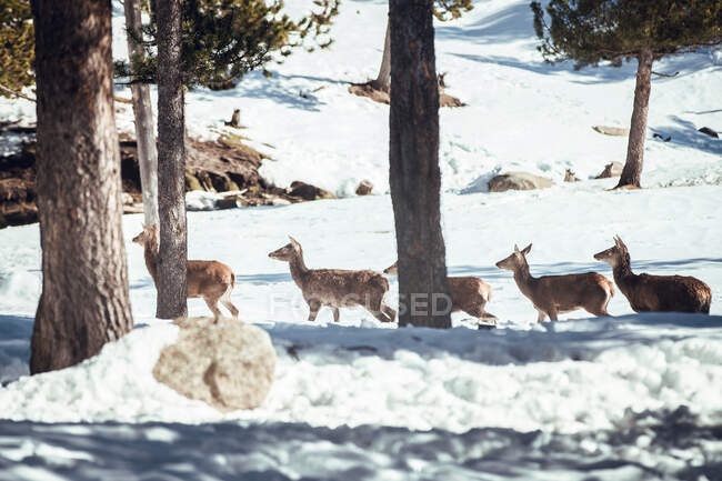 Herd of wild deer on snow in winter forest in sunny day in Les Angles, Pirenei, Francia — Foto stock