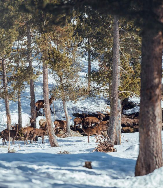 Manada de ciervos salvajes en la nieve en el bosque de invierno en el día soleado en Les Angles, Pirineos, Francia - foto de stock