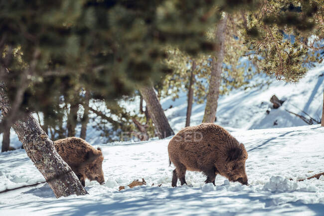 Manada de cerdos salvajes que pastan en el bosque invernal cerca de las montañas de Les Angles, Pirineos, Francia - foto de stock