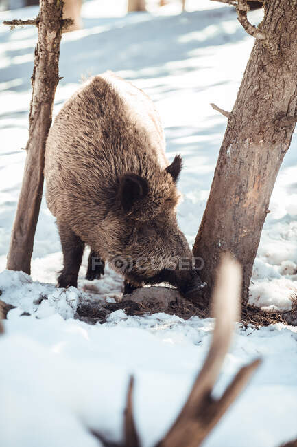 Cerdo salvaje pastando en el bosque invernal cerca de las montañas en Les Angles, Pirineos, Francia - foto de stock
