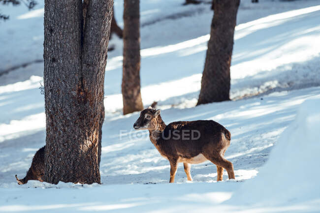 Pecora selvatica che pascola nella foresta invernale nella giornata di sole a Les Angles, Pirenei, Francia — Foto stock