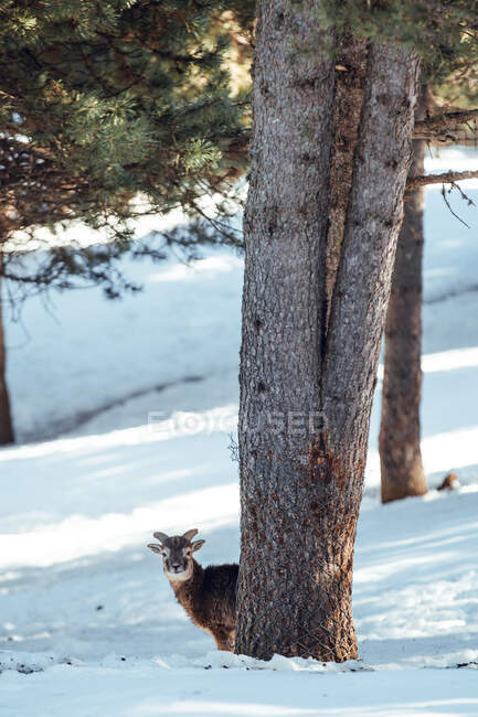 Wilde Schafe weiden im Winterwald an sonnigen Tagen in Les Angles, Pyrenäen, Frankreich — Stockfoto