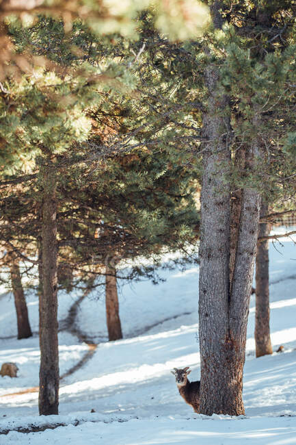 Wilde Schafe weiden im Winterwald an sonnigen Tagen in Les Angles, Pyrenäen, Frankreich — Stockfoto