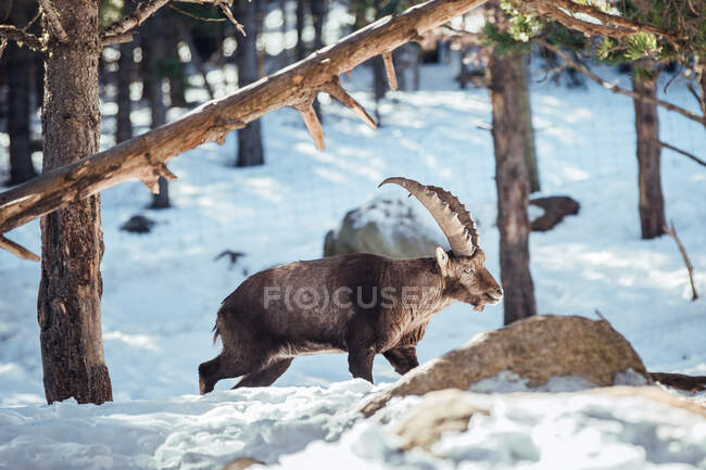 Wild goats pasturing in winter forest in sunny day in Les Angles, Pyrenees, France — Stock Photo