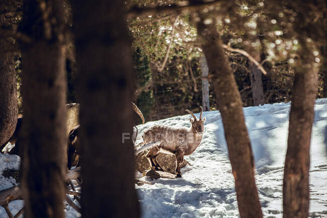 Capre selvatiche al pascolo nella foresta invernale nella giornata di sole a Les Angles, Pirenei, Francia — Foto stock