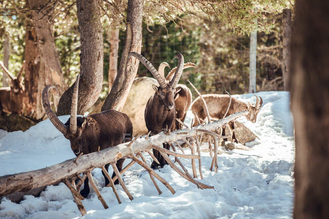 Wild goats pasturing in winter forest in sunny day in Les Angles, Pyrenees, France — Stock Photo