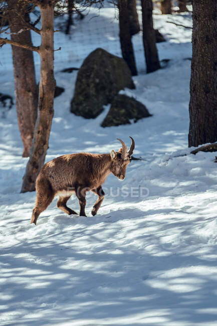 У сонячний день у Ле - Анґлі (Піренеї, Франція) випасають диких козлів. — стокове фото
