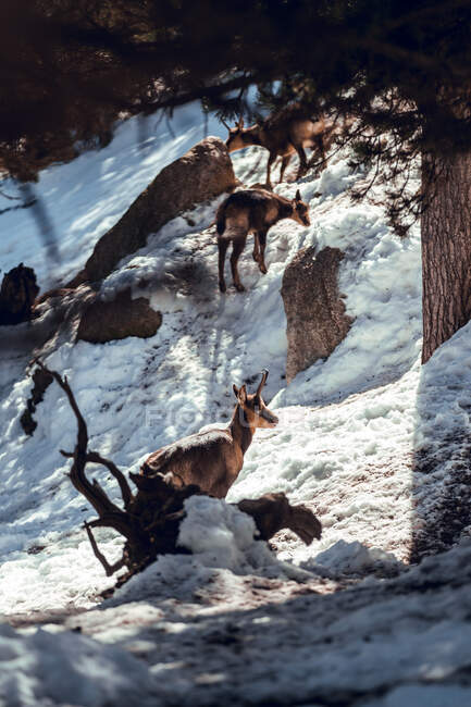 Стадо диких коз пасущихся на горе возле зимнего леса в солнечный день в Les Angles, Пиренеи, Франция — стоковое фото