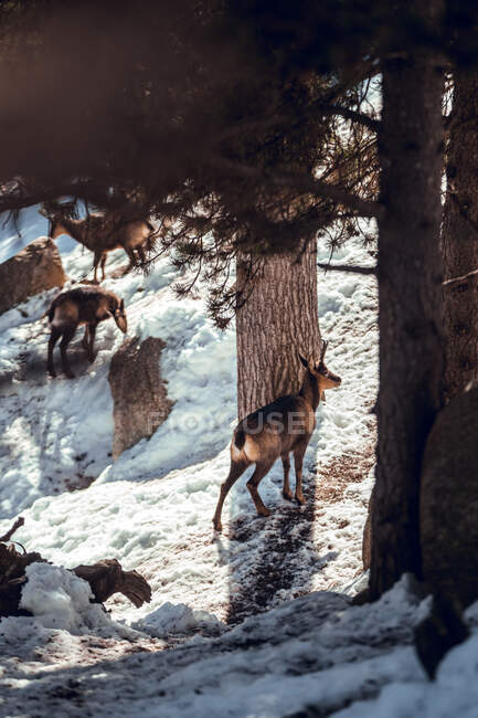 Herd of wild goats pasturing on mountain near winter forest in sunny day in Les Angles, Pyrenees, France — Stock Photo
