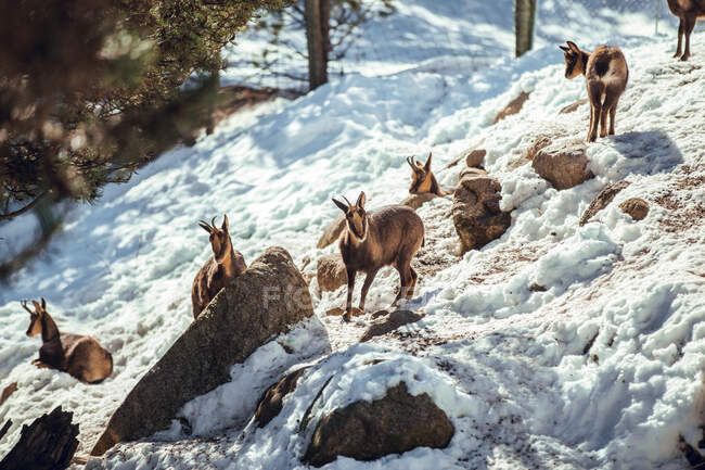 Manada de cabras salvajes que pastan en la montaña cerca del bosque invernal en un día soleado en Les Angles, Pirineos, Francia - foto de stock
