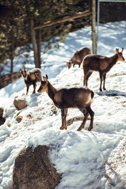 Mandria di capre selvatiche che pascola sulle montagne vicino alla foresta invernale nella giornata di sole a Les Angles, Pirenei, Francia — Foto stock