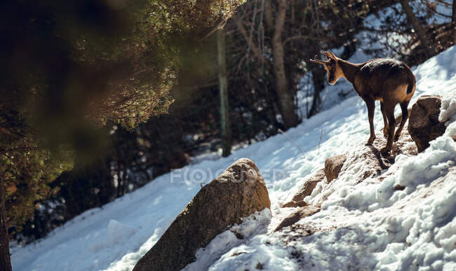 Rebanho de cabras selvagens pastando na montanha perto da floresta de inverno em dia ensolarado em Les Angles, Pirinéus, França — Fotografia de Stock