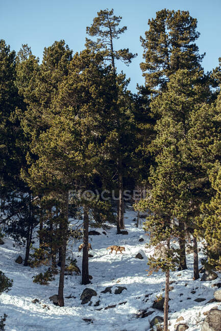 Дикий волк в зимнем лесу возле скального холма в солнечный день в Ле-Англь, Пьес, Франция — стоковое фото