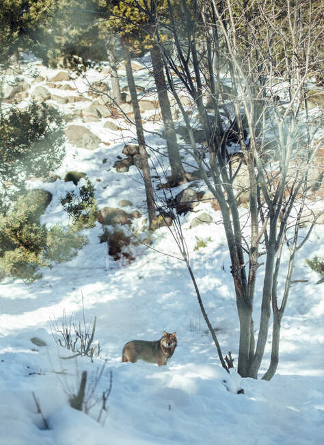 Loup sauvage dans la forêt d'hiver près de la colline rocheuse par temps ensoleillé aux Angles, Pyrénées, France — Photo de stock