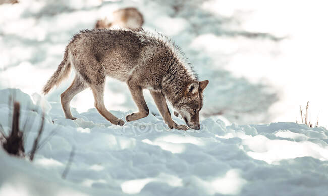 Wilder Wolf im Winterwald in der Nähe eines Felshügels an sonnigen Tagen in Les Angles, Pyrenäen, Frankreich — Stockfoto