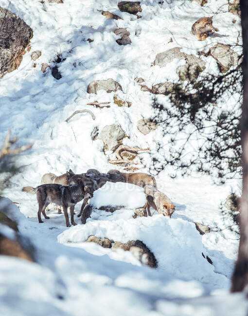 Pack de loups sauvages sur une colline rocheuse par temps ensoleillé en hiver aux Angles, Pyrénées, France — Photo de stock