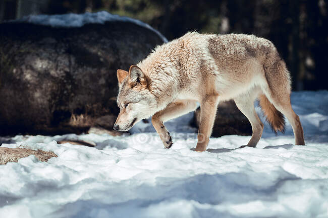 Lobo selvagem na floresta de inverno perto da colina rochosa em dia ensolarado em Les Angles, Pirinéus, França — Fotografia de Stock