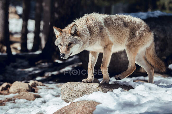 Lobo salvaje en el bosque de invierno cerca de la colina de roca en el día soleado en Les Angles, Pirineos, Francia - foto de stock