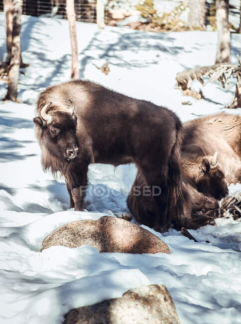 Herd of wild bisons pasturing in winter forest on hill in Les Angles, Pyrenees, France — Stock Photo