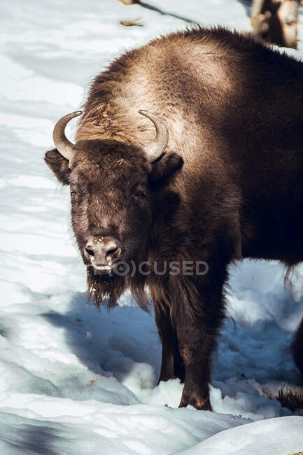 Troupeau de bisons sauvages pâturant en forêt hivernale sur une colline aux Angles, Pyrénées, France — Photo de stock