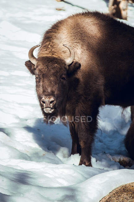 Herd of wild bison pasturing in winter forest on hill in Les Angles, Pyrenees, France — Stock Photo