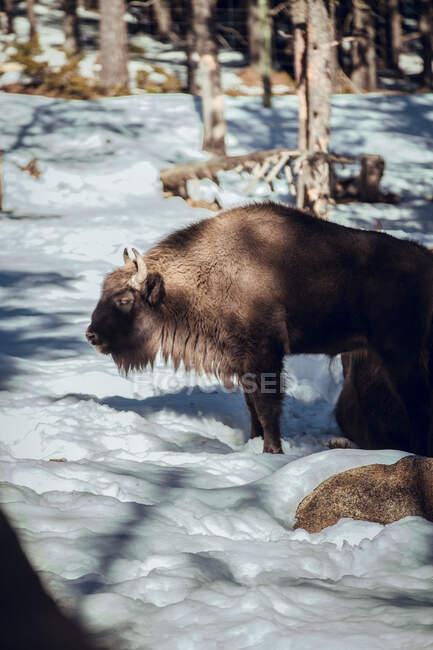 Manada de bisontes salvajes que pastan en el bosque de invierno en la colina de Les Angles, Pirineos, Francia - foto de stock