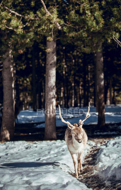 Cervo selvatico sul sentiero nella foresta invernale nella giornata di sole a Les Angles, Pirenei, Francia — Foto stock