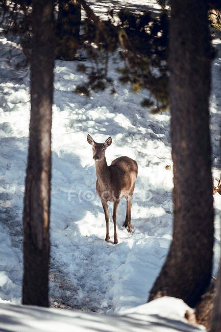 Wild deer on snow in winter forest in sunny day in Les Angles, Pyrenees, France — Stock Photo