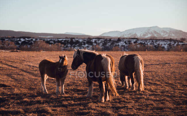 Vista lateral de hermosos caballos pastando en el prado entre montañas al atardecer en Cerdanya, Francia - foto de stock