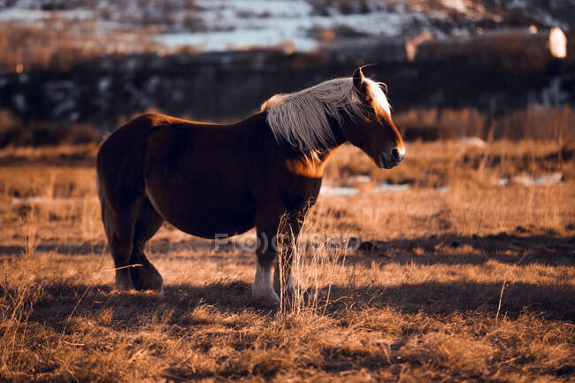 Side view of beautiful horse pasturing on meadow between mountains at sunset in Cerdanya, France — Stock Photo